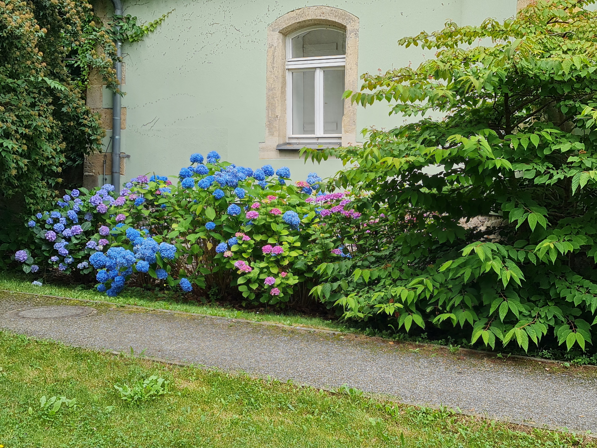 blaue und violette Hortensien vor Hausfassade